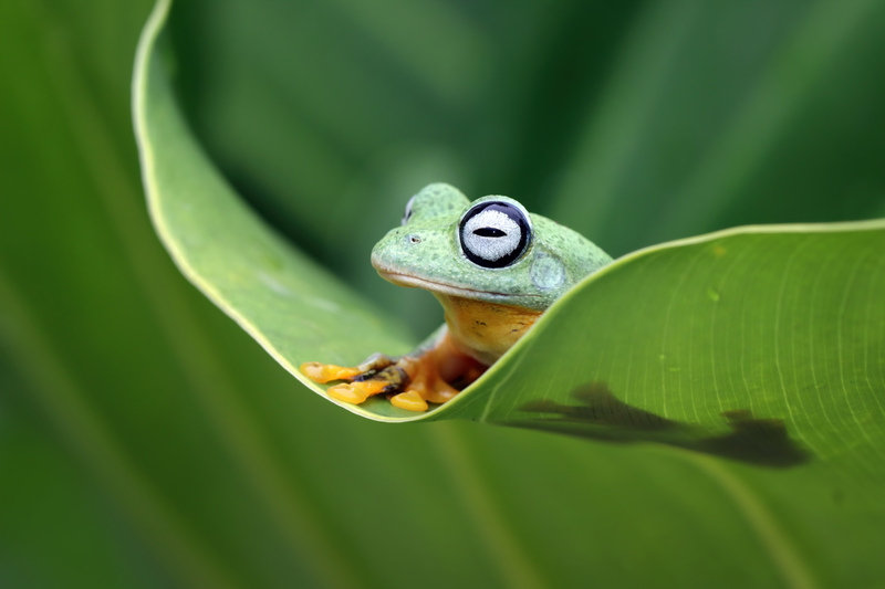 L'importanza della biodiversità